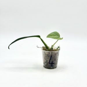 Monstera Dissecta (Bouture 4)
