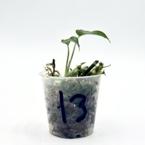 Monstera Siltepecana El Salvador (Bouture 13)