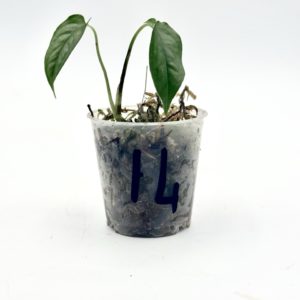 Monstera Siltepecana El Salvador (Bouture 14)