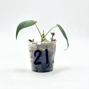 Philodendron Micans Variegata (Bouture 21)