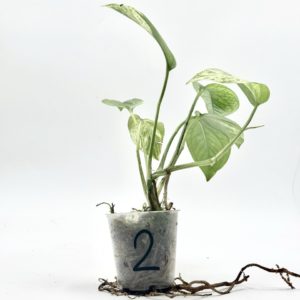 Epipremnum Pinnatum Marble Variegata (Bouture 2)
