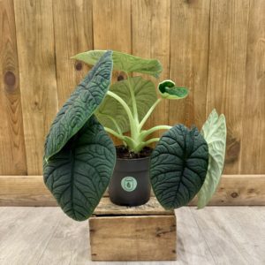 Alocasia Melo (L)