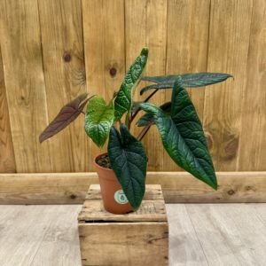 Alocasia Scalprum (M)