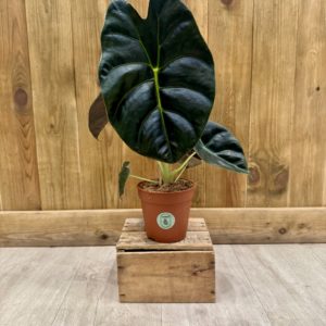 Alocasia Golden Bone (L)