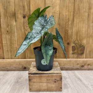Alocasia Heterophylla "Dragon Breath" (L)