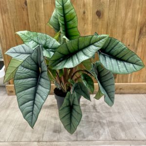 Alocasia Platinum (XL)