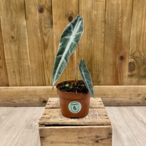 Alocasia Longiloba Purple (M)