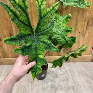 Alocasia Tandurusa “Jacklyn” (XL)