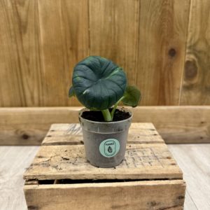 Alocasia Chaii 1 (Baby)