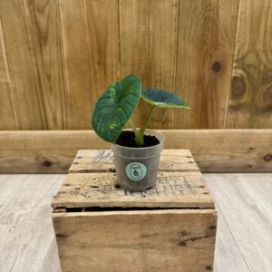 Alocasia Chaii 2 (Baby)