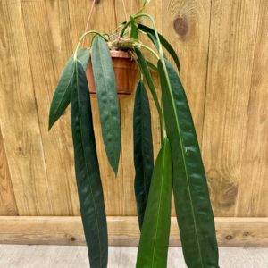 Anthurium Wendlingeri (XL)