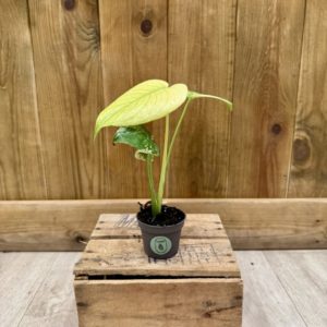 Monstera Deliciosa Mint Variegata 1 (Baby)