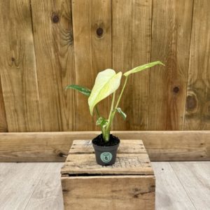 Monstera Deliciosa Mint Variegata 2 (Baby)