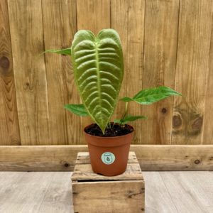 Anthurium Veitchii (L)