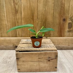 Anthurium Warocqueanum (Baby)