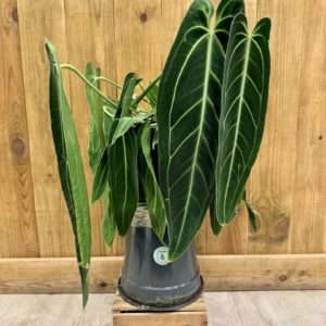 Anthurium Warocqueanum 1 (XL)