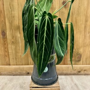Anthurium Warocqueanum 2 (XL)
