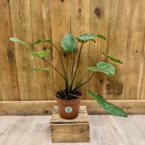 Homalomena Stardust (XL)