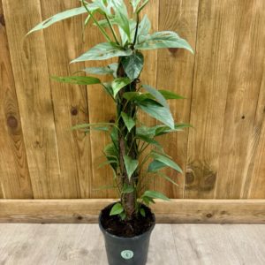 Epipremnum Pinnatum Cebu Blue (XL)