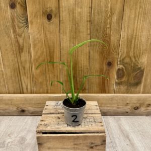 Monstera Burle Marx Flame 2 (S)