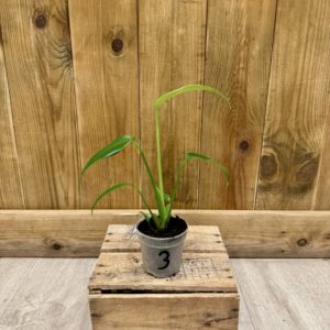 Monstera Burle Marx Flame 3 (S)
