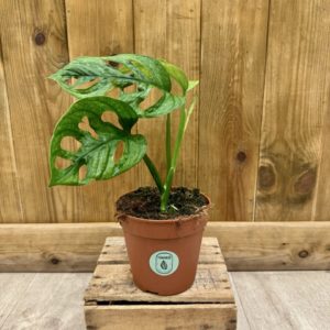 Monstera Adansonii Mint (L)