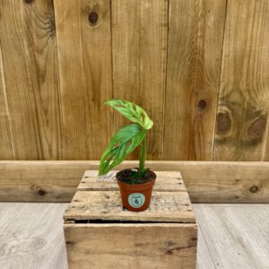 Monstera Adansonii Mint (Baby)