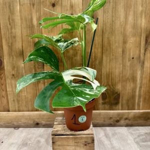 Monstera Deliciosa Variegata "Super White" 1 (L)