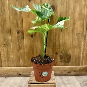 Monstera Deliciosa Variegata "Super White" 2 (L)