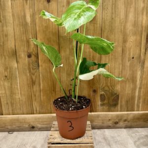 Monstera Deliciosa Variegata "Super White" 3 (L)