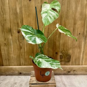 Monstera Deliciosa Variegata 4 (L)
