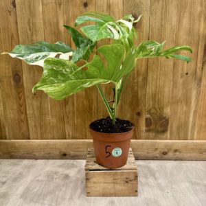 Monstera Deliciosa Variegata "Super White" 5 (L)