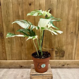 Monstera Deliciosa Variegata "Super White" 6 (L)