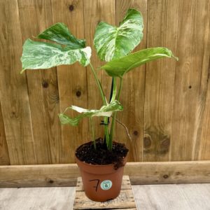 Monstera Deliciosa Variegata "Super White" 7 (L)