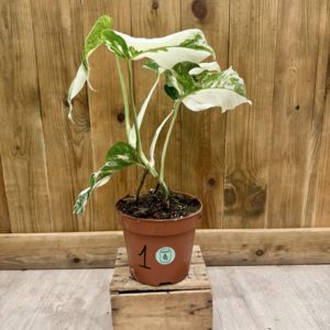 Monstera White Ghost 1 (L)