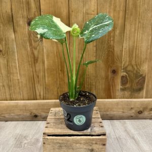 Monstera Thai Constellation "Crème Brulée" 2 (M)