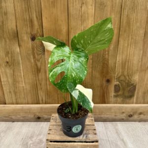 Monstera Thai Constellation "Crème Brulée" 3 (M)