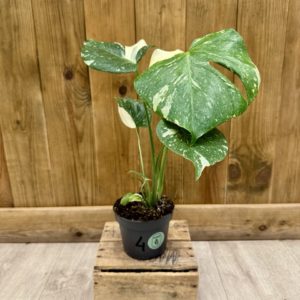 Monstera Thai Constellation "Crème Brulée" 4 (M)