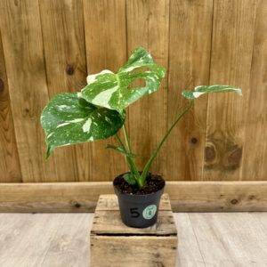 Monstera Thai Constellation "Crème Brulée" 5 (M)