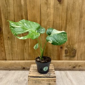 Monstera Thai Constellation "Crème Brulée" 6 (M)