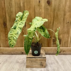 Philodendron Paraiso Verde (M)