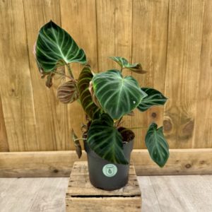 Philodendron Verrucosum Incensi (M)