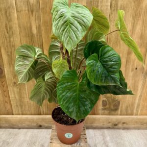 Philodendron Majestic (XL)