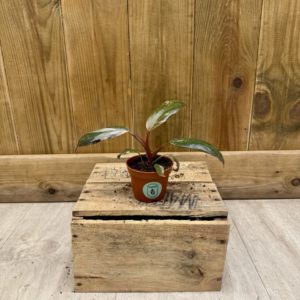 Philodendron Pink Princess Marble (Baby)