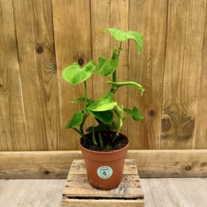 Philodendron "Peru" Fibraecataphyllum (M)