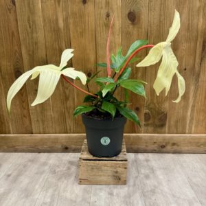 Philodendron Florida Ghost (XL)