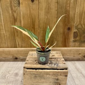 Philodendron Caramel Marble (Baby)