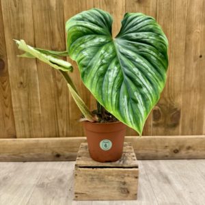 Philodendron Plowmanii (L)