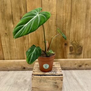 Philodendron Nangaritense "Fuzzy Petiole" (L)