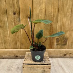 Philodendron Squamiferum x Serpens (M)